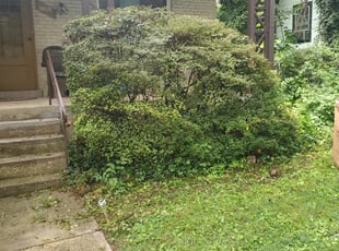 Bush Trimming by Douglas Rivas for Takisha A. in Silver Spring, MD