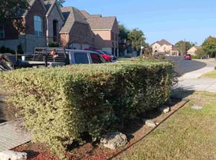 Bush Trimming by Steve Hoffman for Bruce G. in San Antonio, TX