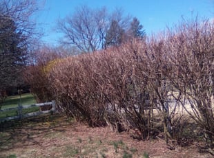 Bush Trimming by David Moyer for Tia M. in Bethlehem, PA
