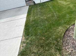 Liz C.'s Lawn Mowing service result