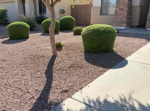 Bush Trimming by Jose Castro for Melissa H. in San Tan Valley, AZ