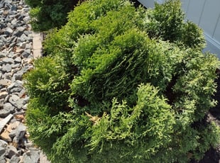 Bush Trimming by Nick Salter for Sanjay S. in Grafton, MA