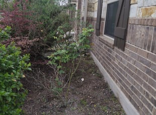 Weeding by Teodoro Leija for Stephen L. in Austin, TX
