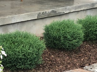 Weeding by Green (Anthony) Smile (Anthony Silvesto) for Courtney P. in Nashville, TN