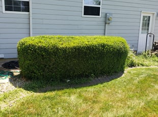 Craig V.'s Bush Trimming service result