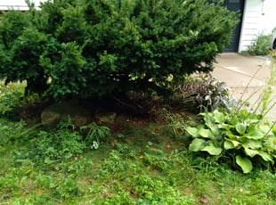 Bush Trimming by Kevin Rhyne for Josselyn Q. in Madison, WI