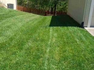 Laura N.'s Grass Cutting service result