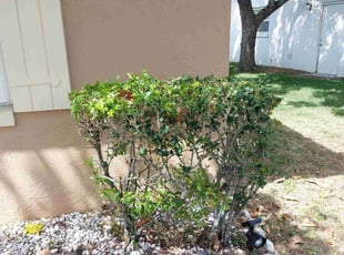 Bush Trimming by Kenneth Hall for Sharon P. in Orlando, FL