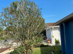 Bush Trimming by Jonathan Harris for Yamirka A. in Holiday, FL