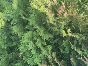 Bush Trimming by Brandon Millard for Andrea H. in Minneapolis, MN