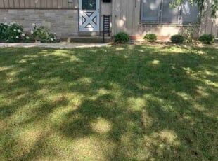 Ayana L.'s Lawn Service service result