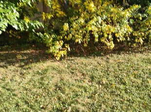Bush Trimming by Daniel Burton for Geraldine C. in Aurora, IL
