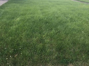 Justin G.'s Grass Cutting service result