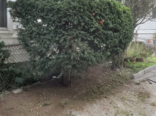 Bush Trimming by Nick Salter for Jennifer V. in Spencer, MA