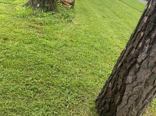 Luis R.'s Lawn Maintenance service result