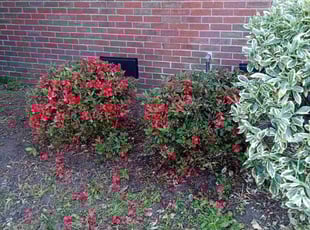 Bush Trimming by Willie Williams for Daniel W. in Hampton, VA