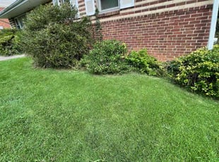 Bush Trimming by Fidel Rodriguez for Maria B. in Arlington, VA