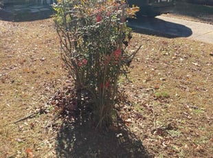 Bush Trimming by Michael Marshall for Tena B. in Lawrenceville, GA