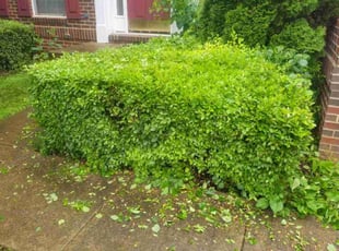 Eva F.'s Bush Trimming service result