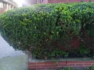 Cleanups by Lavaughn Joe for Terri C. in Chicago, IL