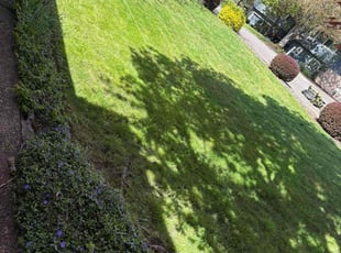 Sabir F.'s Grass Cutting service result