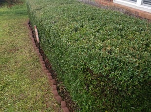 Bush Trimming by Colleen Strickland for Vondecee R. in Charlotte, NC