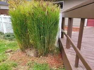 Bush Trimming by Blake Delp for Justin H. in Grand Rapids, MI