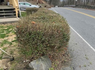 Bush Trimming by Katherine Tetzner for Troy I. in Easton, PA