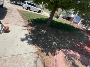 Bush Trimming by Tony Roma for Rachel W. in Aurora, CO