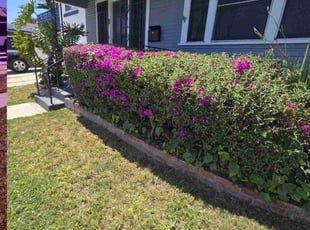Bush Trimming by Roberto Medina for Mathilde T. in San Diego, CA