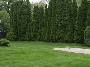 Jody S.'s Lawn Care service result