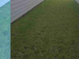 Anne T.'s Grass Cutting service result