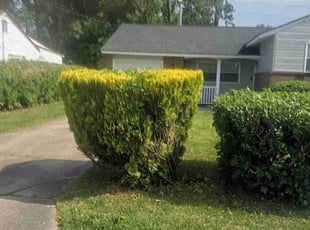 Bush Trimming by Willie Williams for Emanuel P. in Hampton, VA