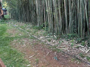 Deb M.'s Cleanups service result