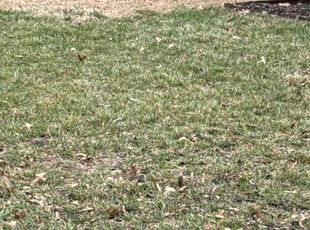 Alex W.'s Leaf Removal service result