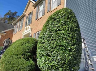 Bush Trimming by Rómulo González for Kamila M. in Clinton, MD
