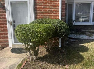 Bush Trimming by Steven Foster for Cal G. in Upper Marlboro, MD