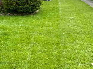 minh p.'s Lawn Care service result