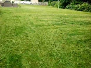 Reshma B.'s Grass Cutting service result