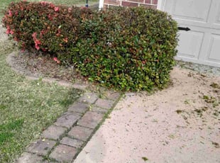 Bush Trimming by Robert Collins for Rita C. in Covington, LA