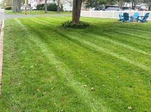 Robert L.'s Lawn Mowing service result