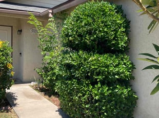 Leslie A.'s Bush Trimming service result