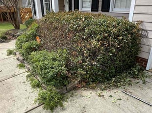 Bush Trimming by FermΓn GarcΓa for Shomari S. in Rock Hill, SC