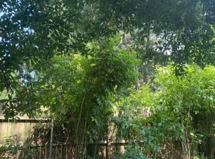 Bush Trimming by Tarri Taylor for Tanmay K. in Lafayette, LA