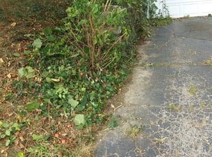 Bush Trimming by Ronald Jacobs for LaKreshia S. in Cincinnati, OH