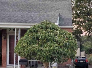 Bush Trimming by Edward Myers for Marissa B. in Pittsburgh, PA