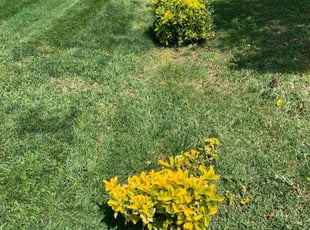 Bush Trimming by Andrea Villalpando for Edmund C. in Rancho Cucamonga, CA