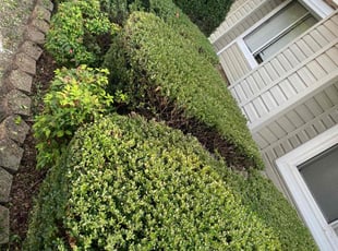 Bush Trimming by Steven Moreira for Sherrie M. in Virginia Beach, VA