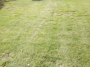 Bush Trimming by Timothy Wright for Jason L. in Orlando, FL