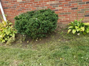 Bush Trimming by Scott Ruch for Mohamed S. in Reynoldsburg, OH